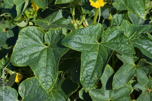 Fényképezés Gherkin or Pickle, cucumis sativus, Vegetable garden in Normandy
