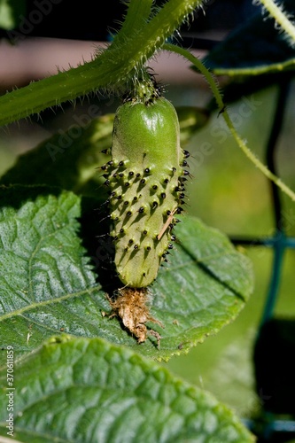 Фотография Gherkin or Pickle, cucumis sativus, Vegetable garden in Normandy