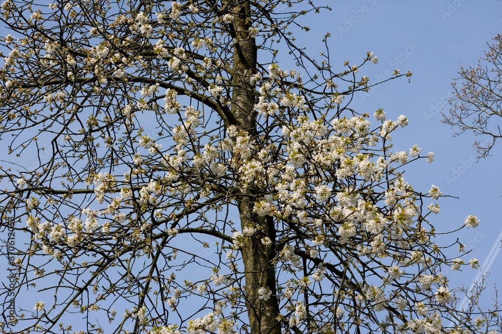 Wild Cherry Tree, prunus avium, Blooming Tree in Normandy Wild Cherry Tree, prunus avium, Blooming Tree in Normandy