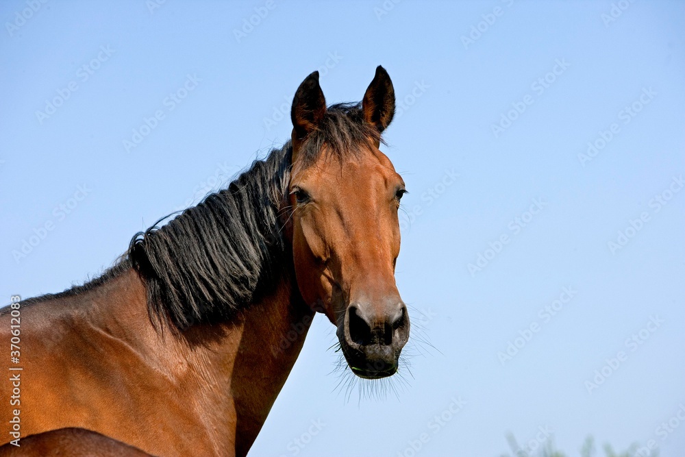 Fototapeta premium French Trotter, Portrait of Mare, Normandy