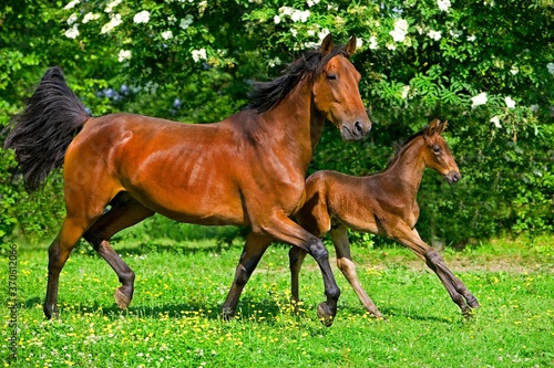 French Trotter  Mare with Foal Trotting in Paddock  Normandy