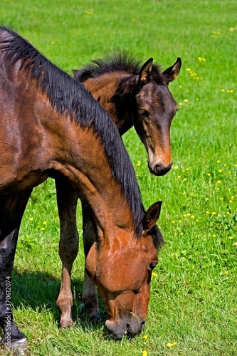 French Trotter  Mare with Foal standing in Paddock  Normandy