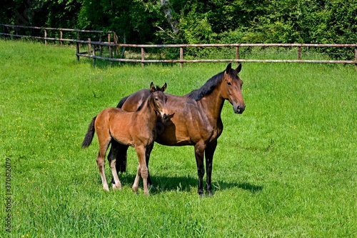 French Trotter, Mare with Foal standing in Paddock, Normandy © slowmotiongli