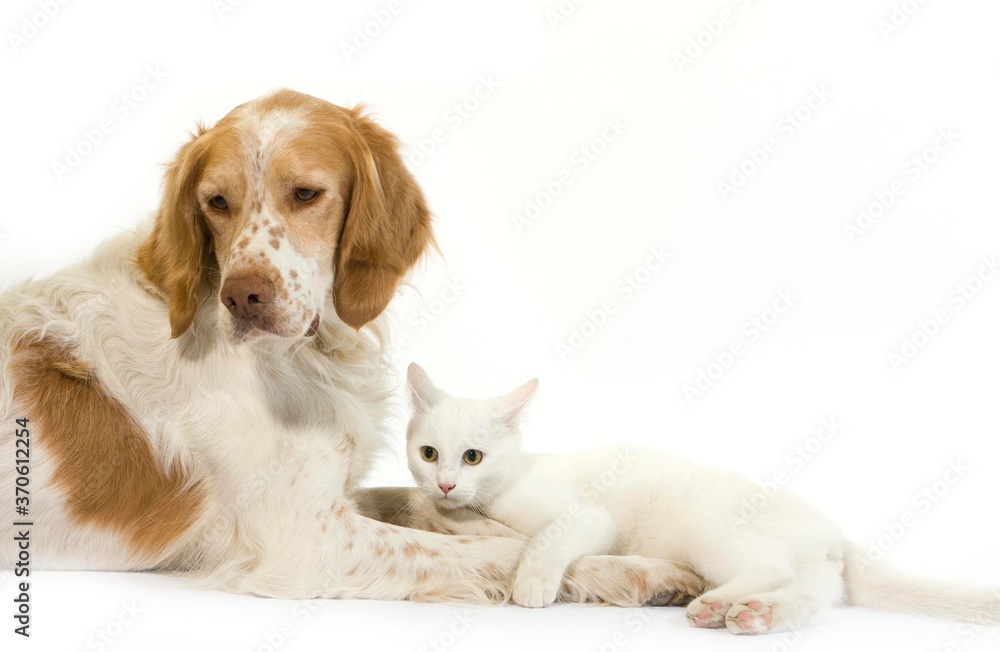 French Spaniel Male (Cinnamon Color) with White Domestic Cat laying against White Background