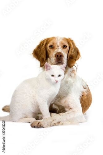 Fototapeta Naklejka Na Ścianę i Meble -  French Spaniel Male (Cinnamon Color) with White Domestic Cat standing against White Background