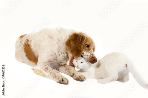 French Spaniel Male  Cinnamon Color  with White Domestic Cat playing against White Background