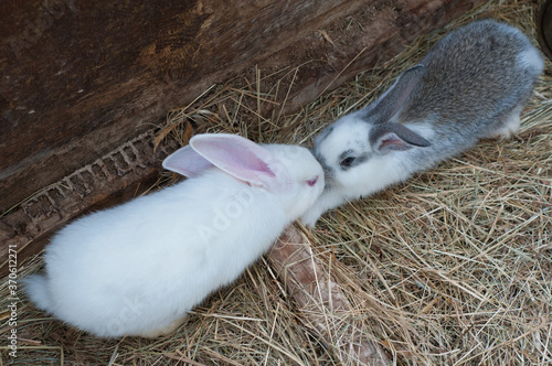 Two cute bunny rabbits in a brown wooden pen, covered with hay, that look like they are kissing.
