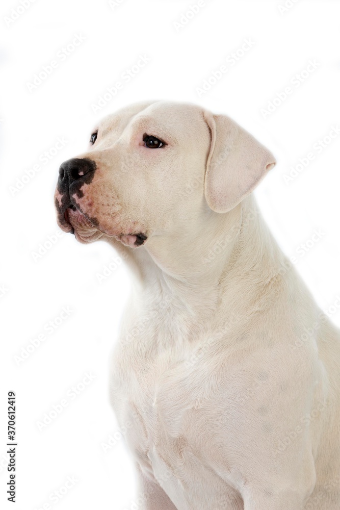 Argentinian Mastiff Dog, Male against White Background
