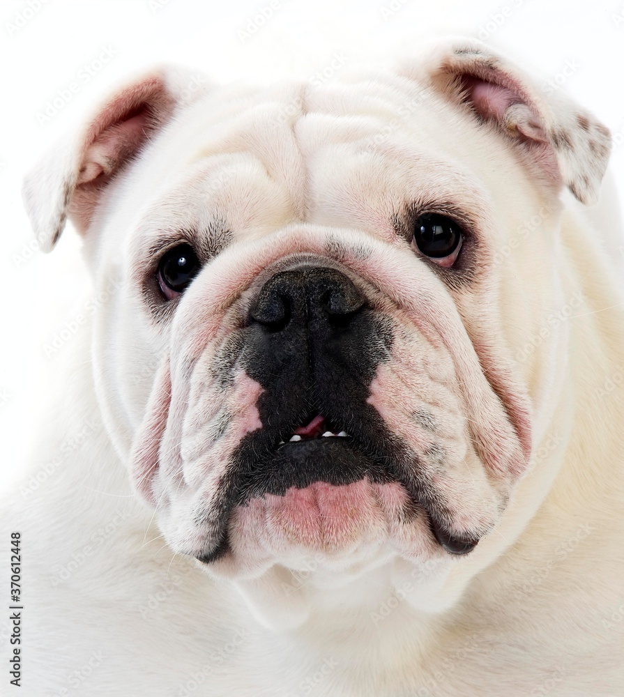 English Bulldog, Portrait of Female against White Background English Bulldog, Portrait of Female against White Background