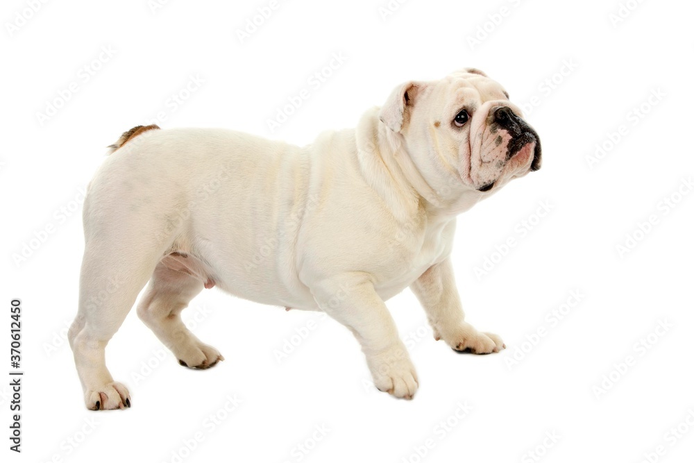 English Bulldog, Female against White Background