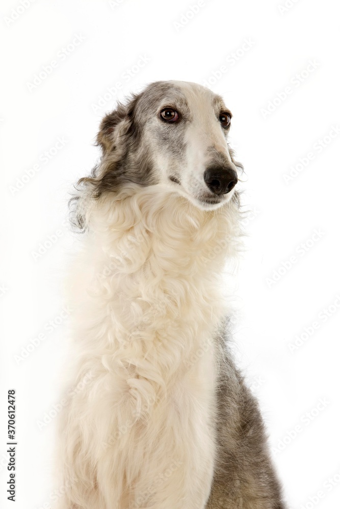 Borzoi or Russian Wolfhound, Portrait of Adult against White Background Borzoi or Russian Wolfhound, Portrait of Adult against White Background