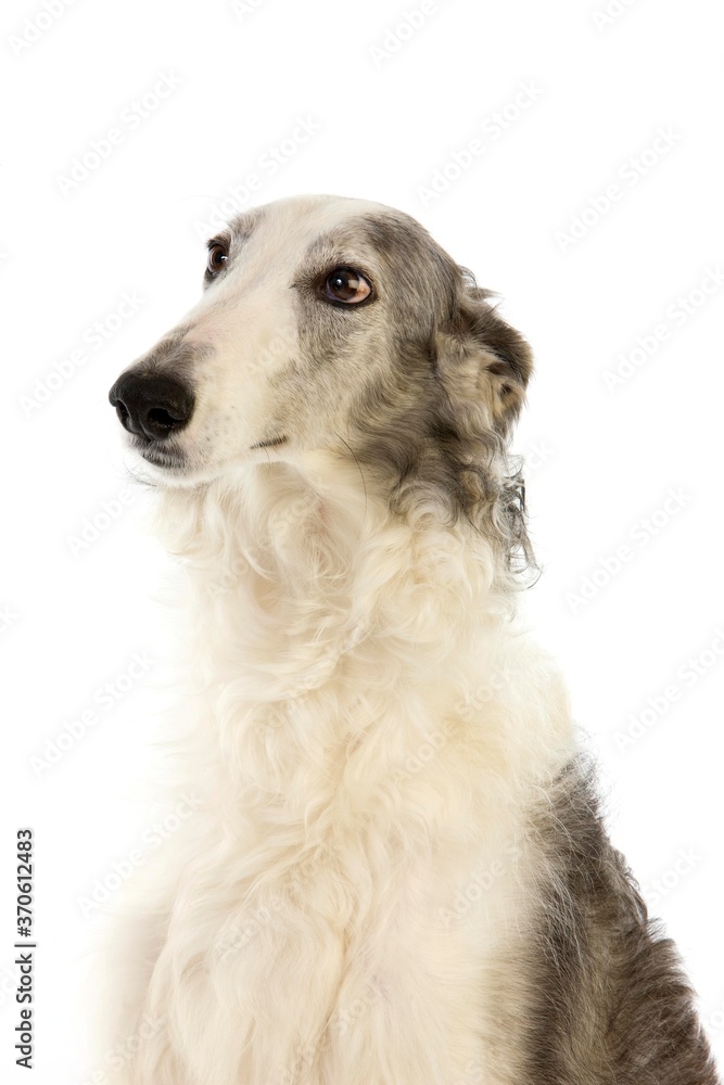 Borzoi or Russian Wolfhound, Portrait of Adult against White Background Borzoi or Russian Wolfhound, Portrait of Adult against White Background