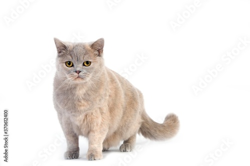 Lilac Cream British Shorthair Domestic Cat, Female against White Background