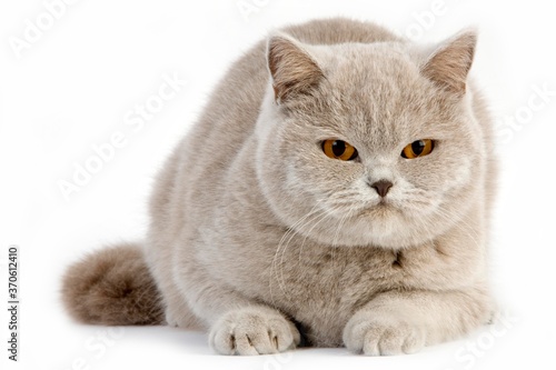 Lilac British Shorthair Domestic Cat, Female against White Background