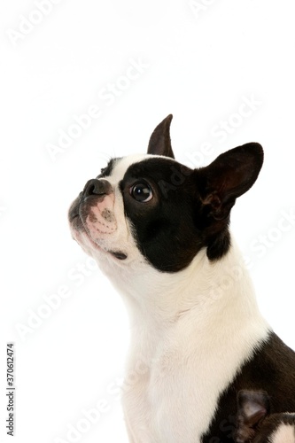 Boston Terrier Dog, Portrait of Adult against White Background © slowmotiongli