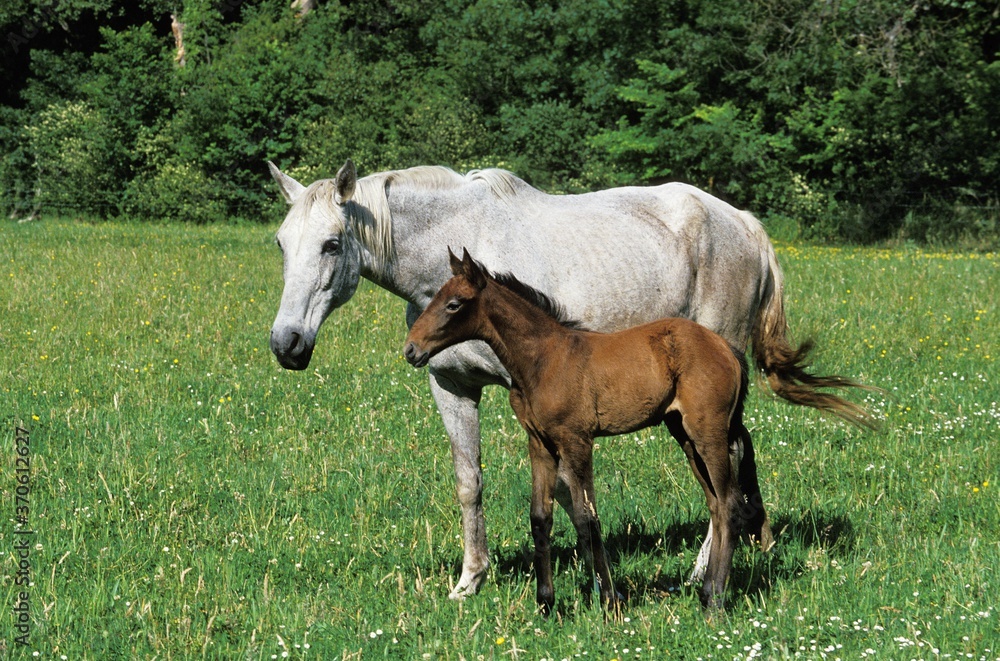 Fototapeta premium Lusitano Horse, Mare with Foal in Meadow