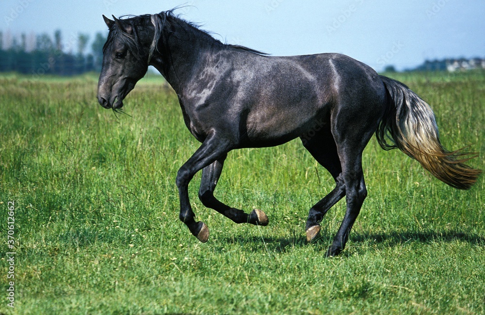 Lusitano Horse, Adult Galloping through Meadow Lusitano Horse, Adult Galloping through Meadow