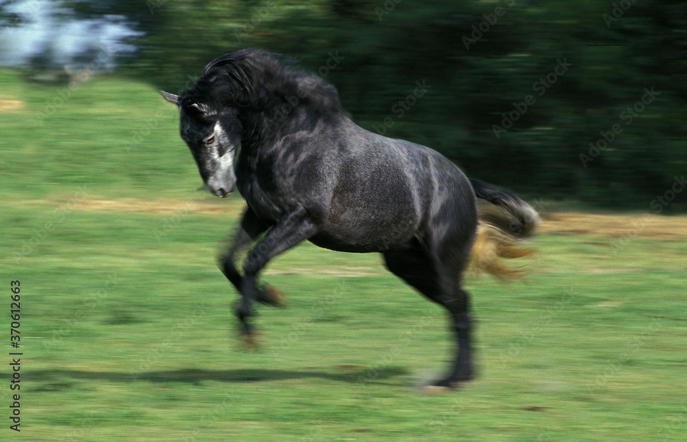 Lusitano Horse, Adult Galloping through Meadow Lusitano Horse, Adult Galloping through Meadow