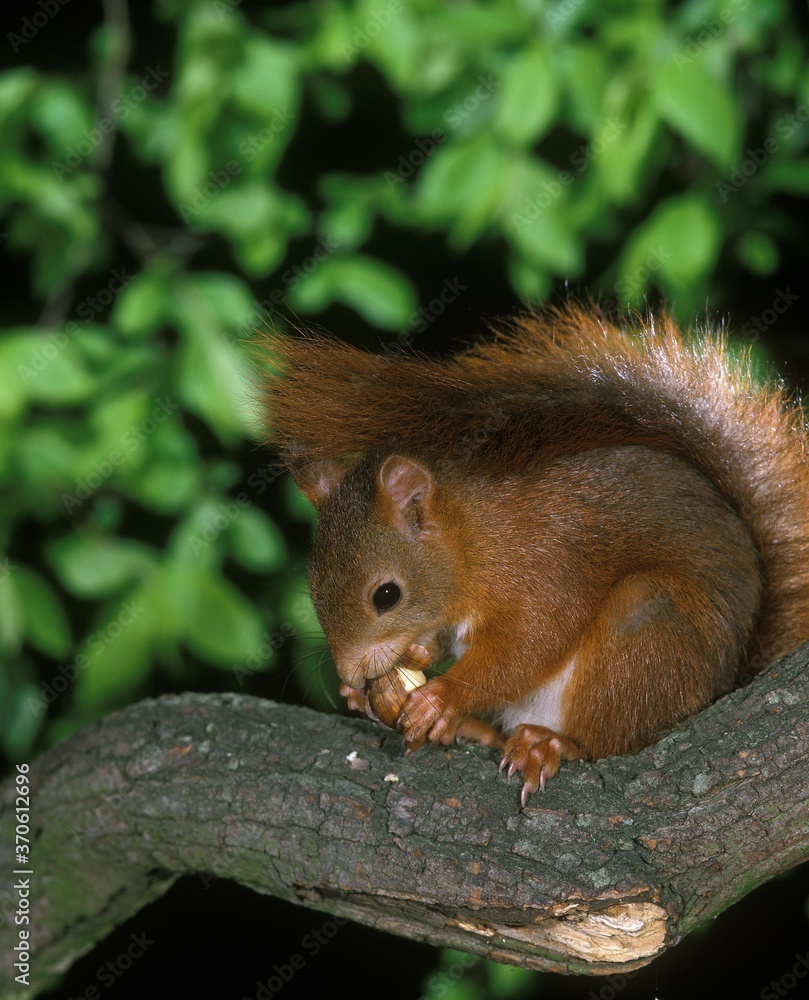 Red Squirrel, sciurus vulgaris, Male eating Hazelnut Red Squirrel, sciurus vulgaris, Male eating Hazelnut