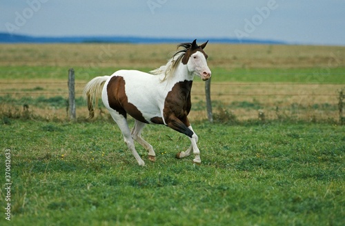 Paint Horse, Adult Galloping through Paddock