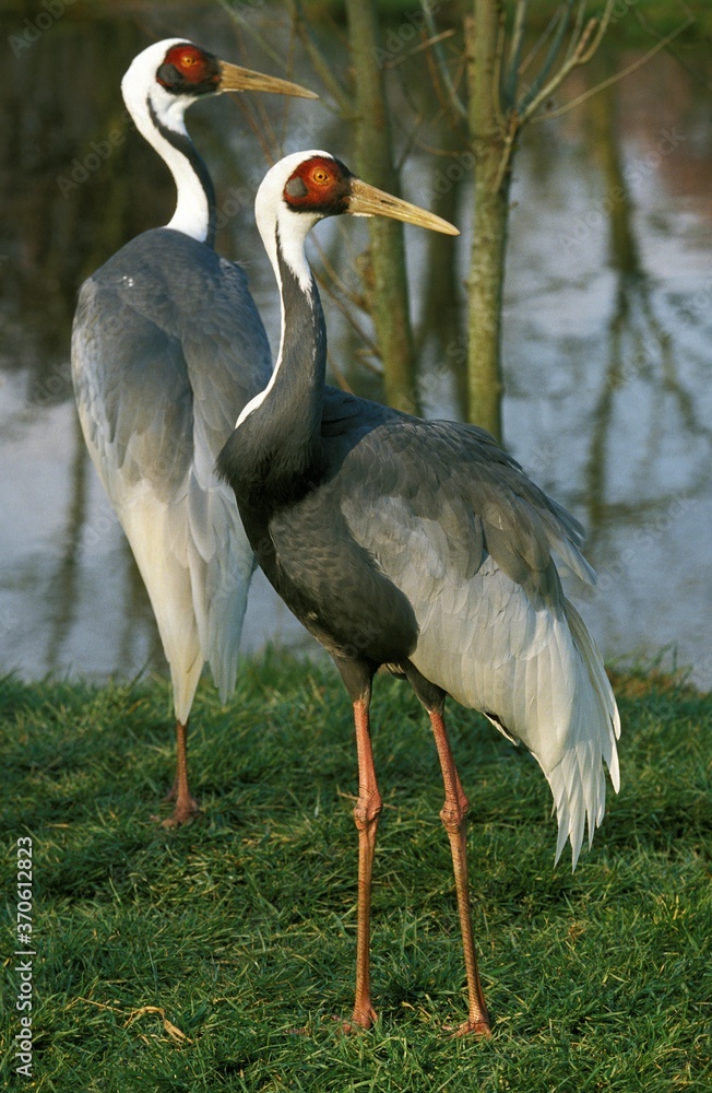 Fototapeta premium White Naped Crane, grus vipio, Pair standing near Water