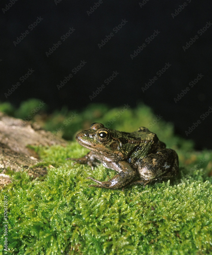 Marsh Frog, rana ridibunda, Adult standing on Moss Marsh Frog, rana ridibunda, Adult standing on Moss