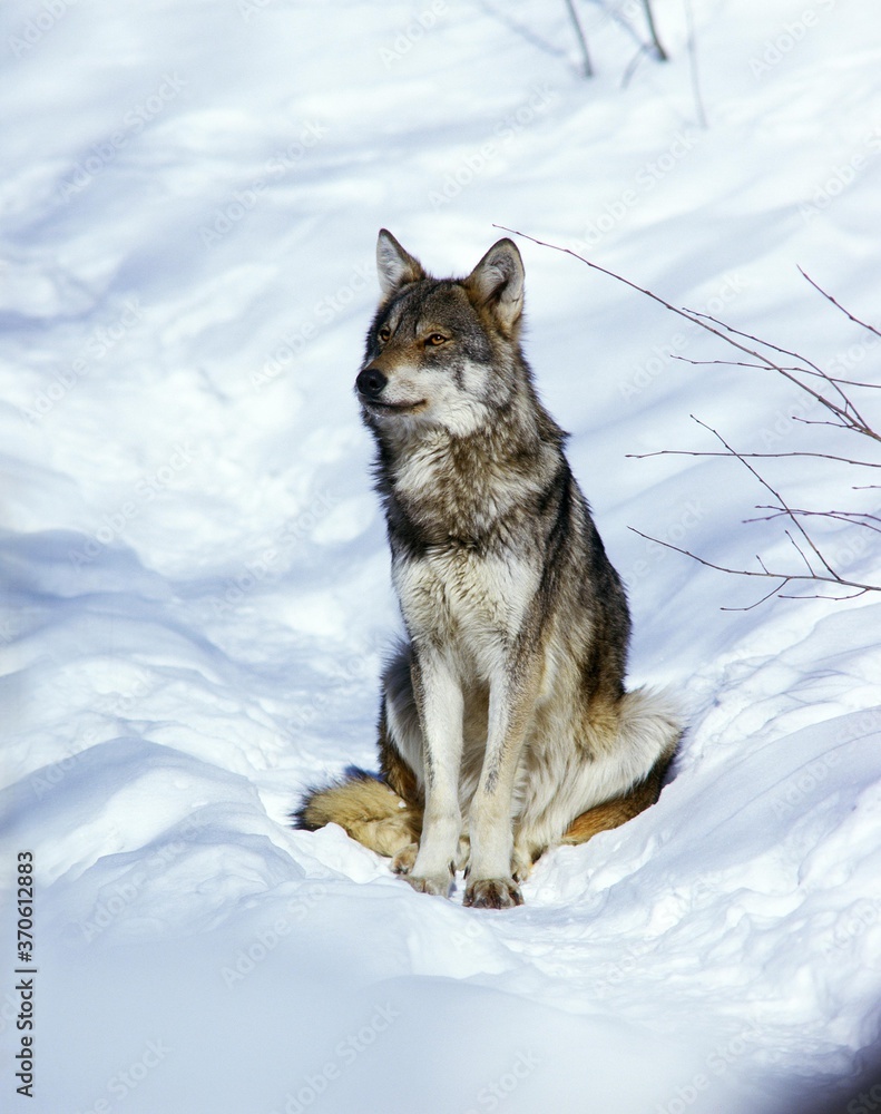European Wolf, canis lupus, Adult sitting in Snow European Wolf, canis lupus, Adult sitting in Snow