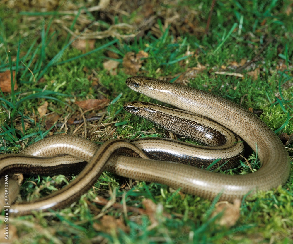 Slow Worm, anguis fragilis, Adults standing on Grass Slow Worm, anguis fragilis, Adults standing on Grass