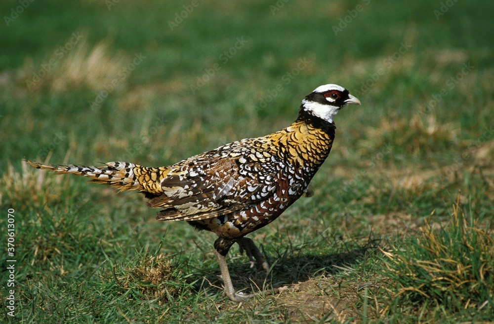 Reeves's Pheasant, syrmaticus reevesii, Male standing on Grass Reeves's Pheasant, syrmaticus reevesii, Male standing on Grass