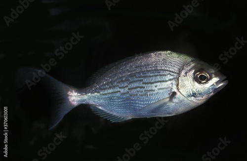 Grey Sea Bream, cantharus griseus, Adult against Black Background