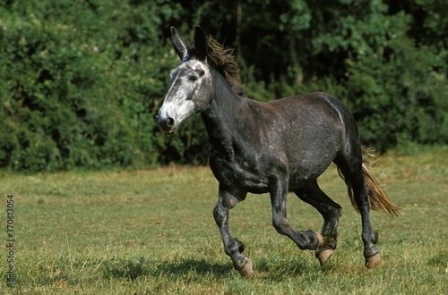 Mule, Crossbreed of a Male Donkey and a Female Horse © slowmotiongli