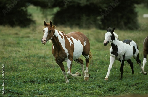 Paint Horse  Mare with Foal
