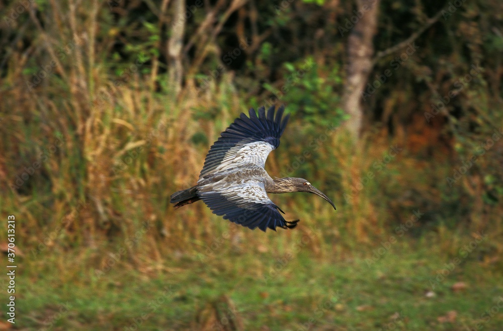 Fototapeta premium Plumbeous Ibis, theristicus caerulescens, Adult in Flight, Pantanal in Brazil