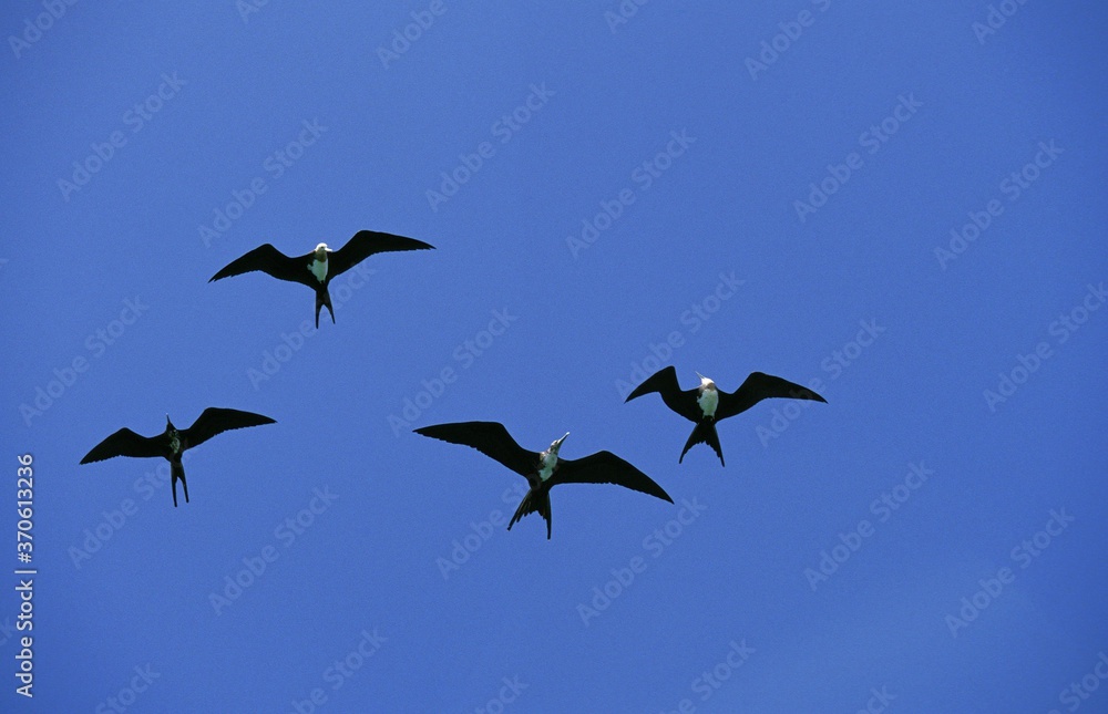 Fototapeta premium Magnificent Frigatebird, fregata magnificens, Group of Females in Flight, Mexico