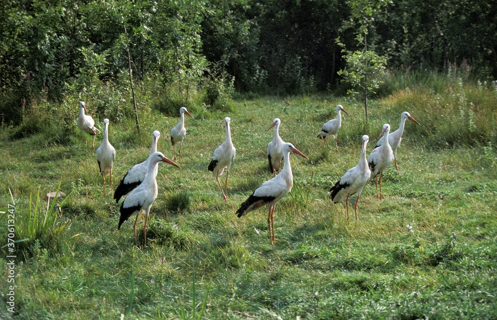 Obraz premium White Stork, ciconia ciconia, Group of Adults standing on Grass