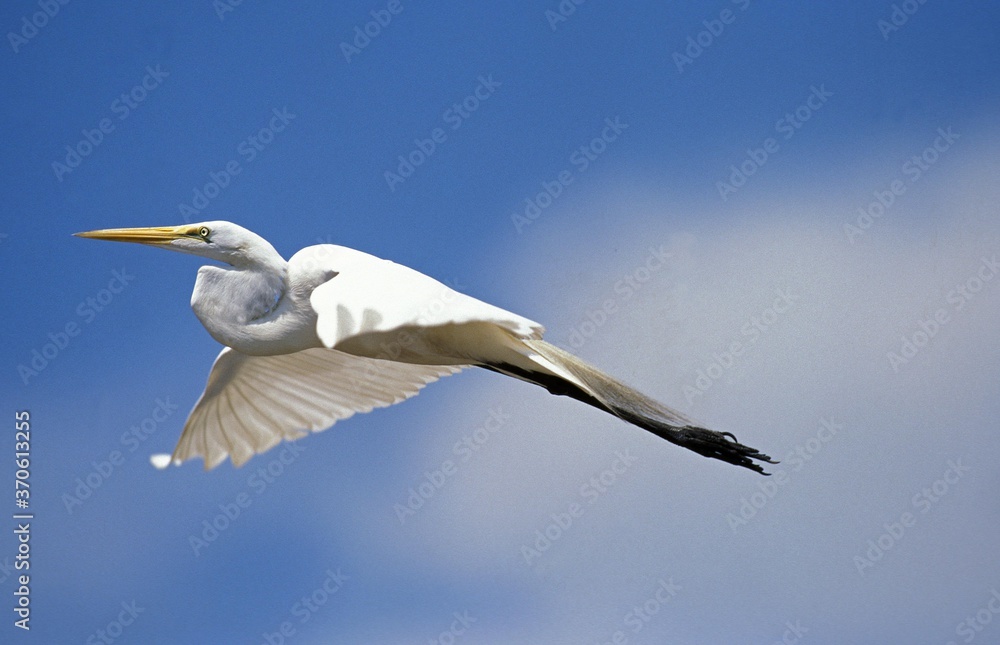 Great White Egret, casmerodius albus, Adult in Flight, Everglades Park in Florida Great White Egret, casmerodius albus, Adult in Flight, Everglades Park in Florida