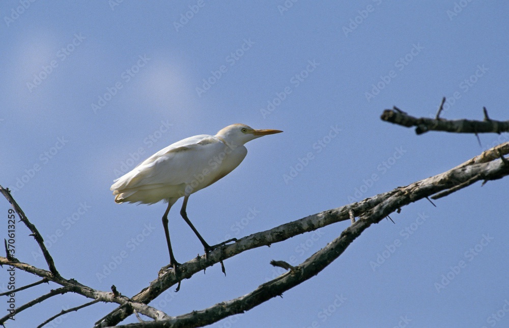 Cattle Egret, bubulcus ibis, Adult standing on Branch, Kenya Cattle Egret, bubulcus ibis, Adult standing on Branch, Kenya