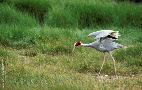 Sarus Crane, grus antigone, Female with Egg photo