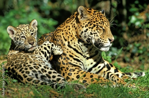 Jaguar  panthera onca  Female with Cub