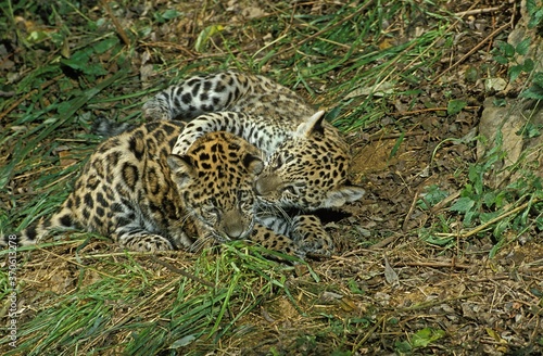 Jaguar  panthera onca  Cub playing