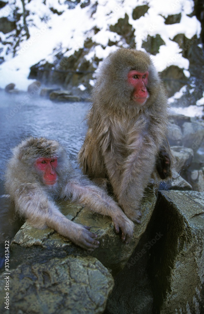 Naklejka premium Japanese Macaque, macaca fuscata, Adults soaking in Hot Spring, Hokkaido Island in Japan