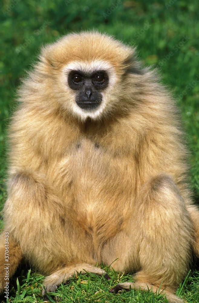Obraz premium White-Handed Gibbon, hylobates lar, Female Sitting on Grass