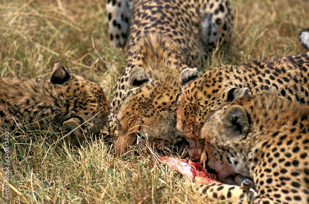Cheetah, acinonyx jubatus, Female with Young eating a Thomson's Gazelle Kill, Masai Mara Park in Kenya Cheetah, acinonyx jubatus, Female with Young eating a Thomson's Gazelle Kill, Masai Mara Park in Kenya