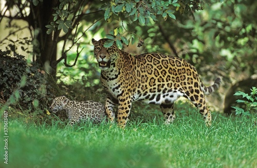 Jaguar, panthera onca, Female with Cub