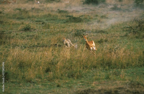 Cheetah, acinonyx jubatus, Adult Hunting Female Impala, Masai Mara Park in Kenya