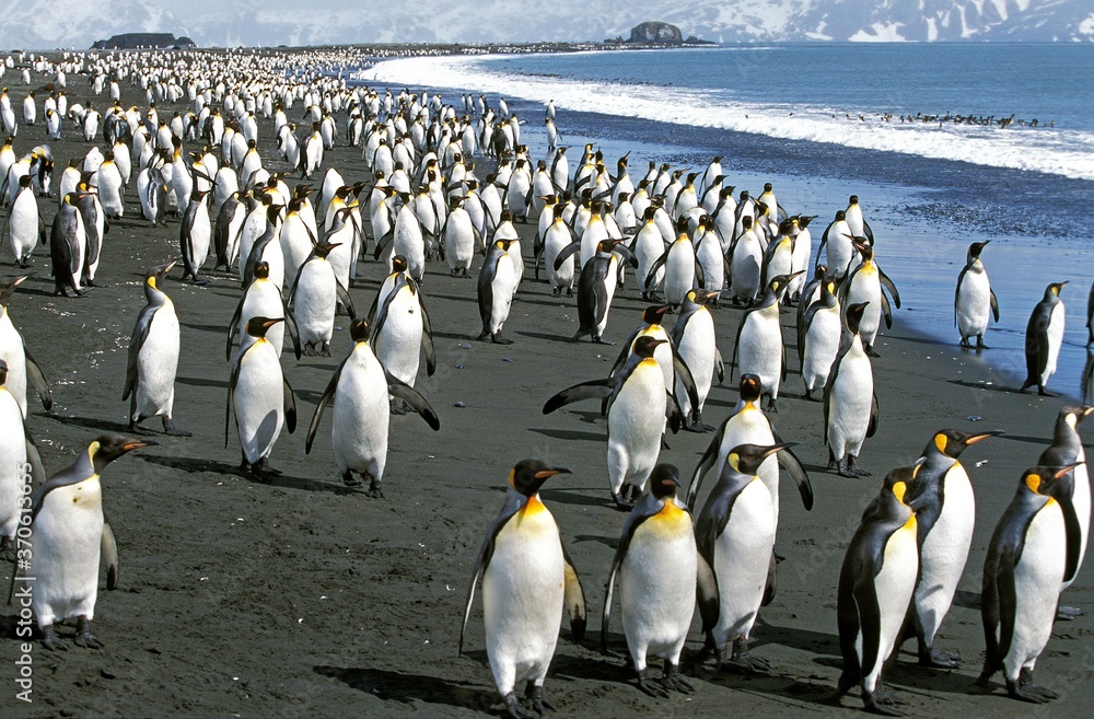 Obraz premium King Penguin, aptenodytes patagonica, Colony standing on Beach, Salisbury Plain in South Georgia
