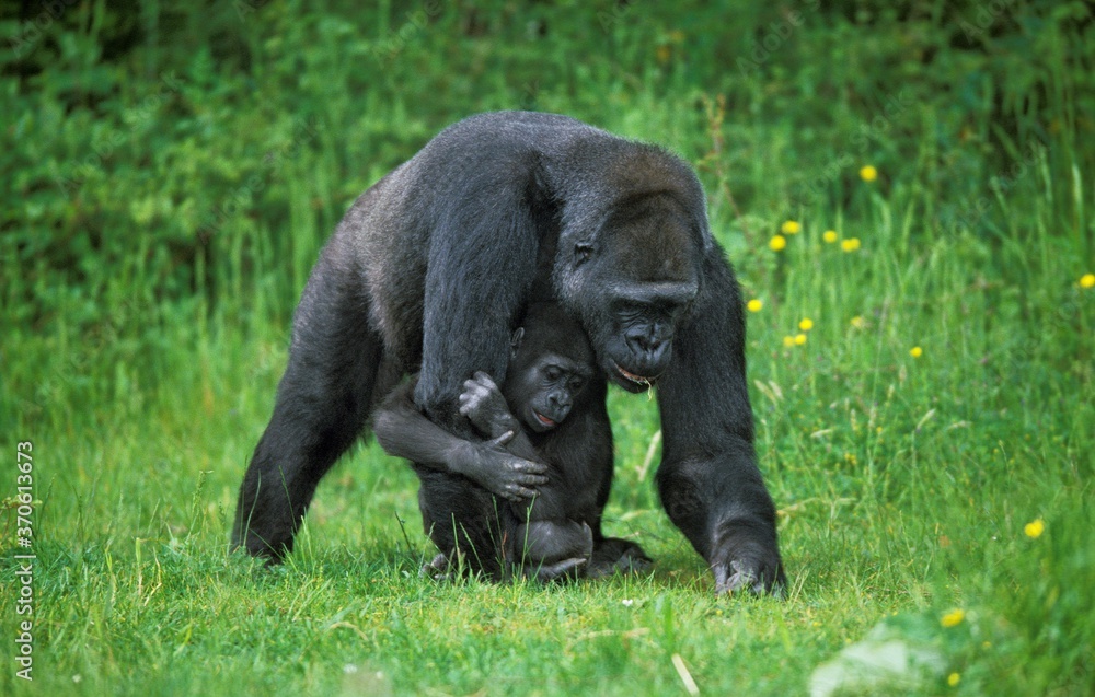 Gorilla, gorilla gorilla, Female with Baby