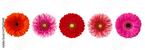 Different gerberas isolated on white background © Arina B