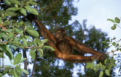 Orang Utan, pongo pygmaeus, Young Hanging from Branch