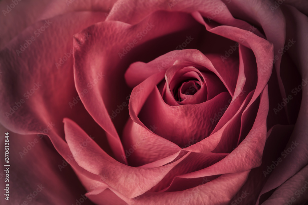 Obraz premium Flower rose closeup as background texture, backdrop. Abstraction, toned image
